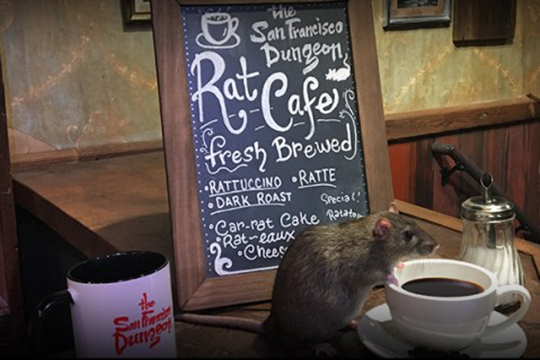 Սան Ֆրանցիսկոյում զբոսաշրջիկներին կառաջարկեն սուրճ խմել առնետների «ընկերակցությամբ»