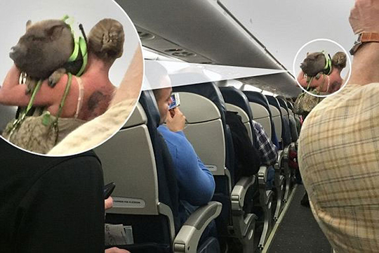 ԱՄՆ ավիաընկերությունը բողոքում է ինքնաթիռներում խոզերի գտնվելու դեմ