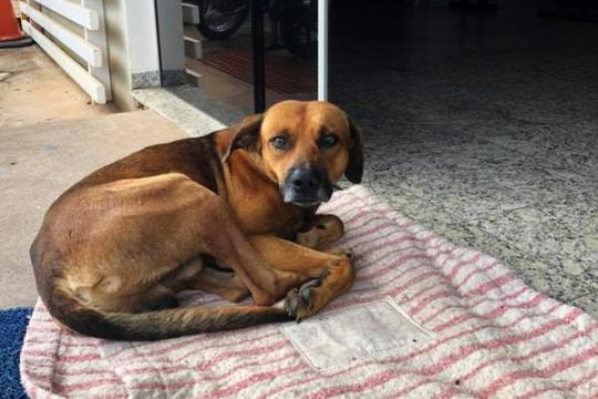 Հավատարիմ շունը արդեն հինգ ամիս հիվանդանոցի մուտքի մոտ սպասում է իր մահացած տիրոջը