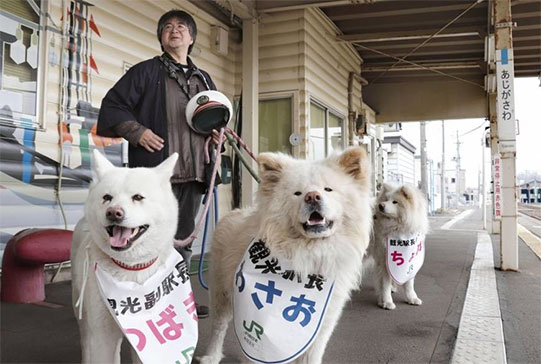 Շունը կորցրել է իր տիրուհուն. այժմ նրան օգնում է ողջ Ճապոնիան
