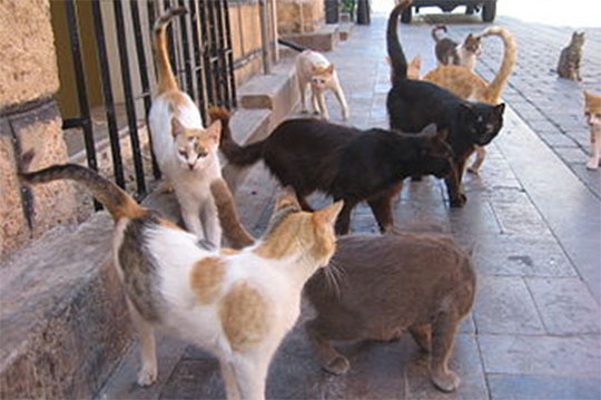 Բելգիական քաղաքում փողոցային կատուներին կերակրելու խիստ կանոններ են մտցվել