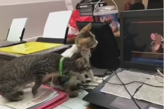 Համացանցը զվարճացրել է «Թոմը և Ջերին» մուլտֆիլմը դիտող կատուների տեսանյութը