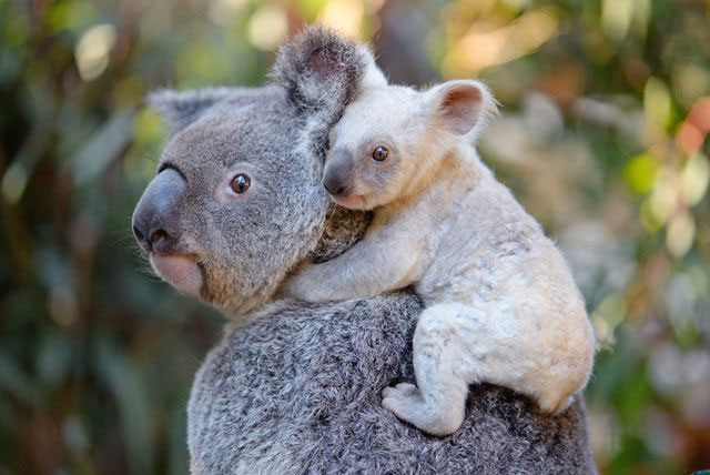 Ավստրալական արգելոցում մոլեգնող անտառային հրդեհների հետևանքով զոհվել է կոալաների կեսից ավելին