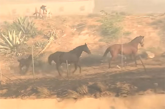Քաջ ձին հաղթել է կրակին. նժույգը կարողացել է փրկել իր ընտանիքը
