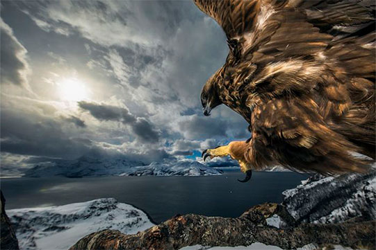 Հայտնի են դարձել 2019-ին բնության լավագույն լուսանկարիչները