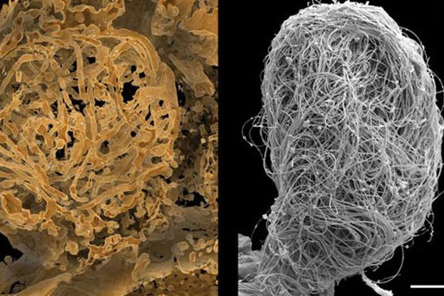 Գիտնականները սաթի մեջ հնագույն սերմնահեղուկ են հայտնաբերել